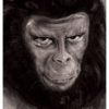La Planète des Singes - César